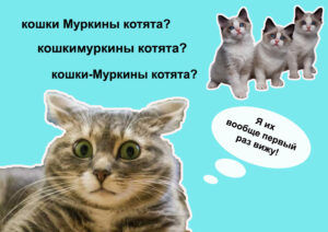 Изображение - НЕСКУЧНЫЙ РУССКИЙ. Трое кошки-Муркиных котят, или Как писать прилагательные, образованные от собственных имён