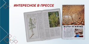 Изображение - ИНТЕРЕСНОЕ В ПРЕССЕ. Горькая трава полынь